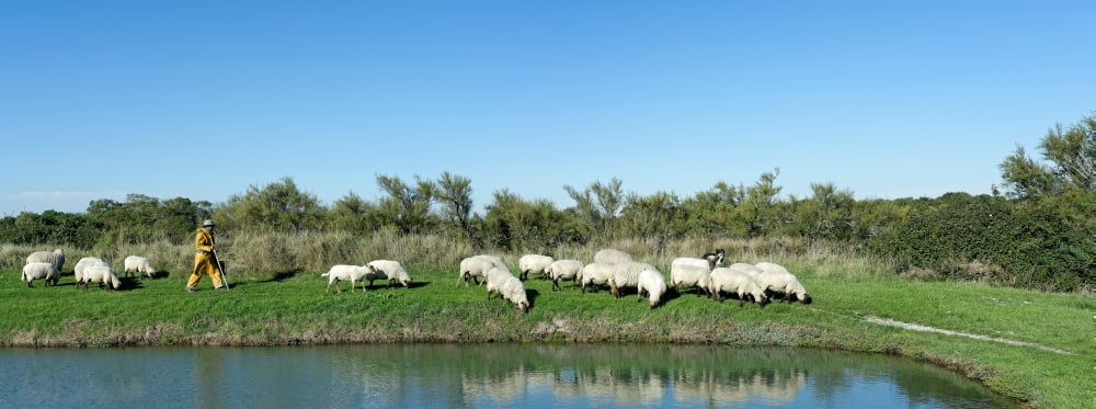 Shepherd walking with flock of sheep in a field Oleron Charente-Maritime Poitou-Charentes France Canvas Art - Panoramic Images (6 x 15)