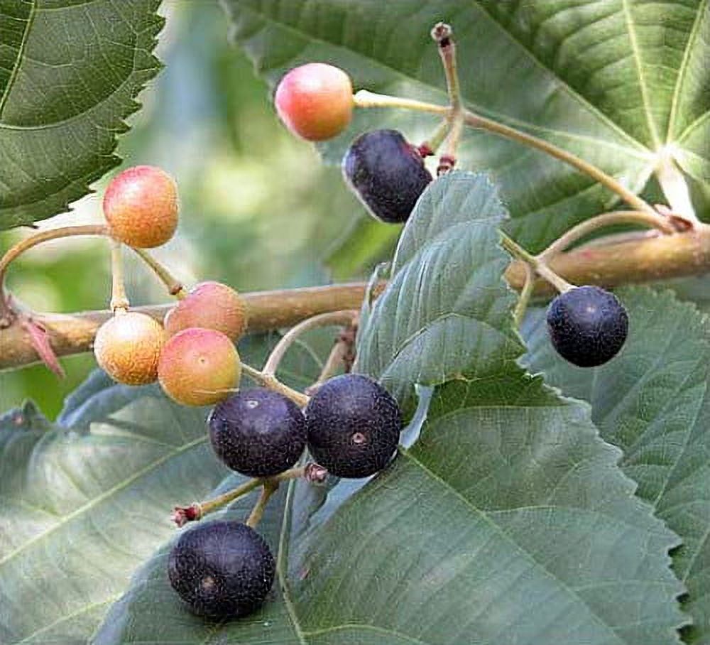 Sherbet Berry - Grewia asiatic - Phalsa - Falsa - 4" Pot - image 1 of 6