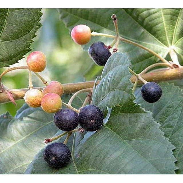 Sherbet Berry - Grewia asiatic - Phalsa - Falsa - 4" Pot