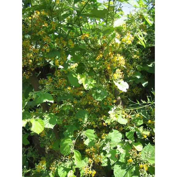 Sherbet Berry Phalsa Plant - 4 Live Starter Plants in 2 Inch Pots - Grewia Asiatica - Sweet Edible Fruit Tree for The Garden