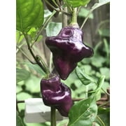 Sherwoods Premium 10 Pepper Plant Seeds, Rare