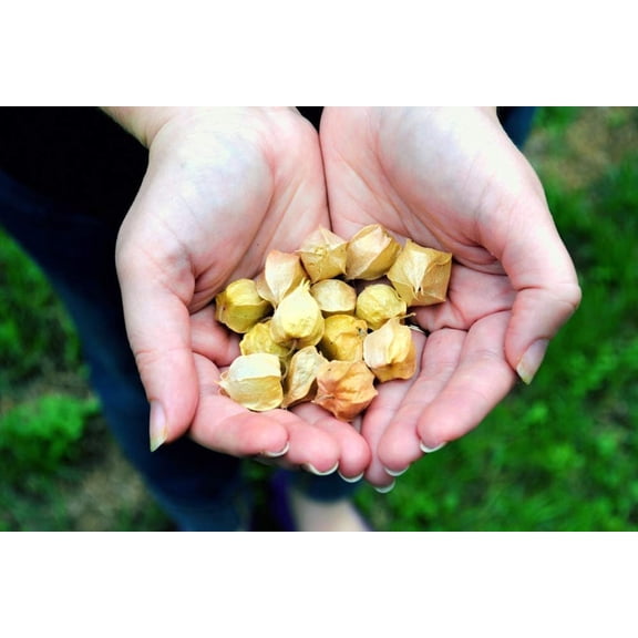 Sherwood's Seeds 10 Aunt Molly's Ground Cherry Cape Gooseberry Strawberry Tomato Plant Seeds