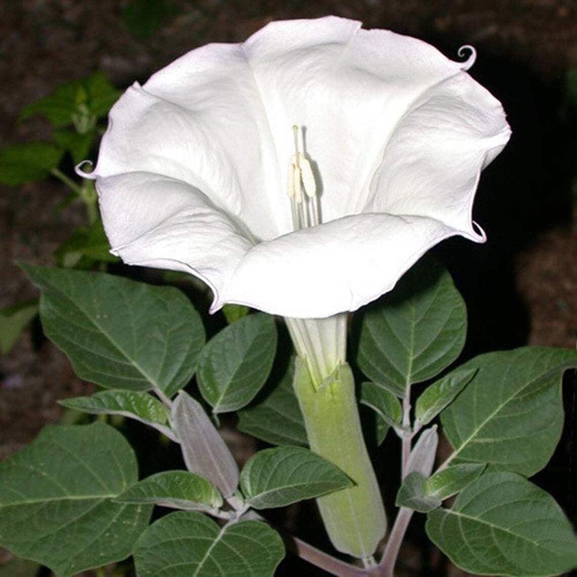 Sacred Datura Moonflower Moon Lily Angel's Trumpet Flower Premium Perennial  Seeds Packet - Walmart.com, image size:1140x1140