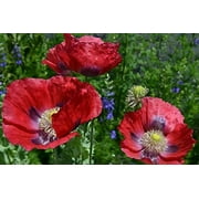 Sherwood's Seeds 100 Red Poppy Plant Seeds, A honeybee favorite