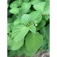 thumbnail image 1 of Sherwood's Seeds 40 African Black Nightshade Plant Seed, Slightly Purplish Leaves, 1 of 2