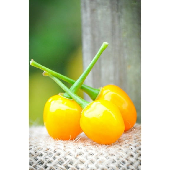 Sherwood's Seeds Aji Charapita Charapa Wild Pepper Seeds