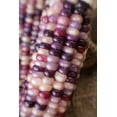 thumbnail image 1 of Sherwood's Seeds Amethyst Dream Purple Glass Gem Cherokee Corn Heirloom Seed Packet, Premium, 1 of 3