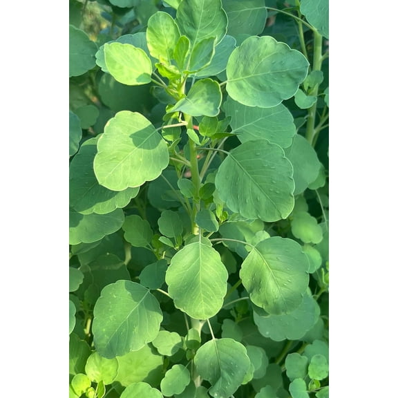 Sherwood's Seeds Bolivian Coriander Porophyllum Ruderale Plant Seeds