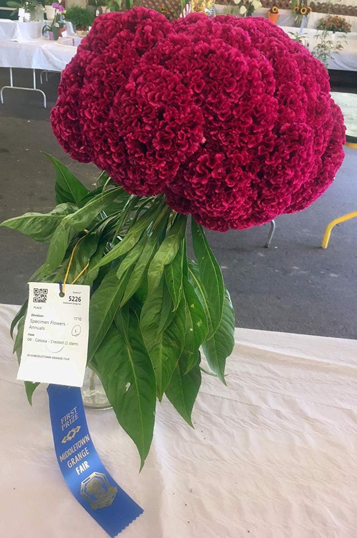 Sherwood's Seeds Giant Red Celosia Cockscomb Flowers Plant Seeds, Award Winning