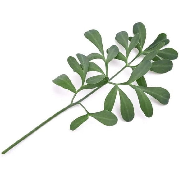Sherwood's Seeds Rue Herb of Grace Ruta Plant Seeds