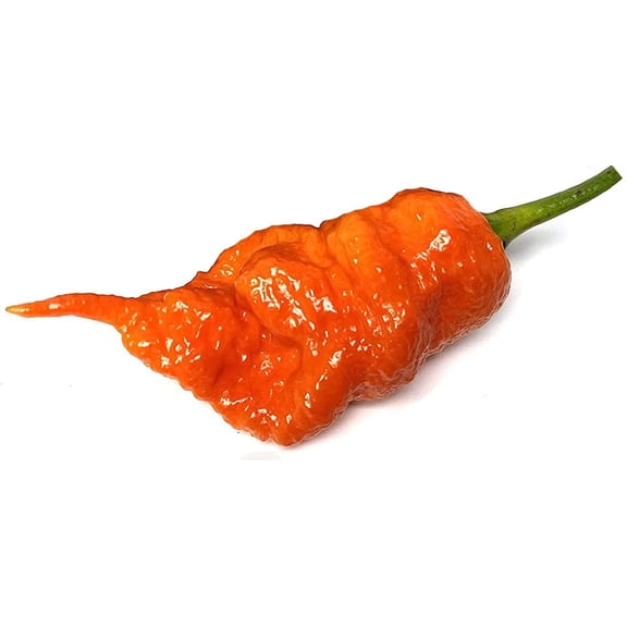 Sherwoods Seeds Death Dragon Pepper Premium Seed Packet