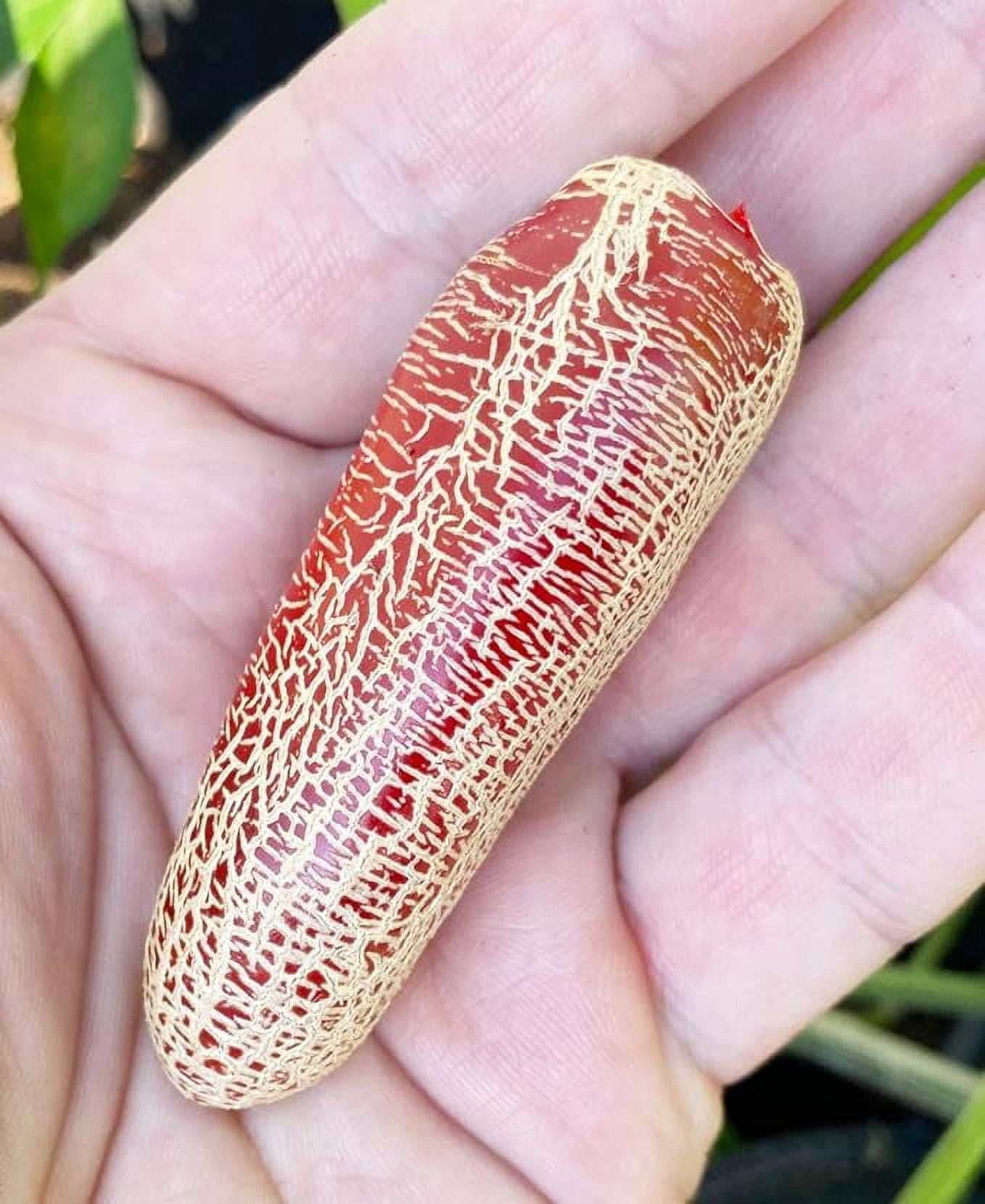 600+ Organic Pepper Seeds, Heirloom Vegetable Seed for Planting Ind