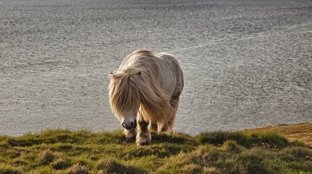 Shetland Pony At Shore Shetland Scotland Canvas Art - John Short Design Pics (40 x 22)