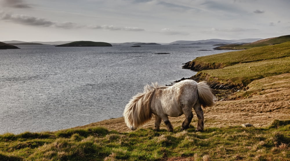 Shetland Pony At Shore Shetland Scotland Canvas Art - John Short Design Pics (40 x 22)
