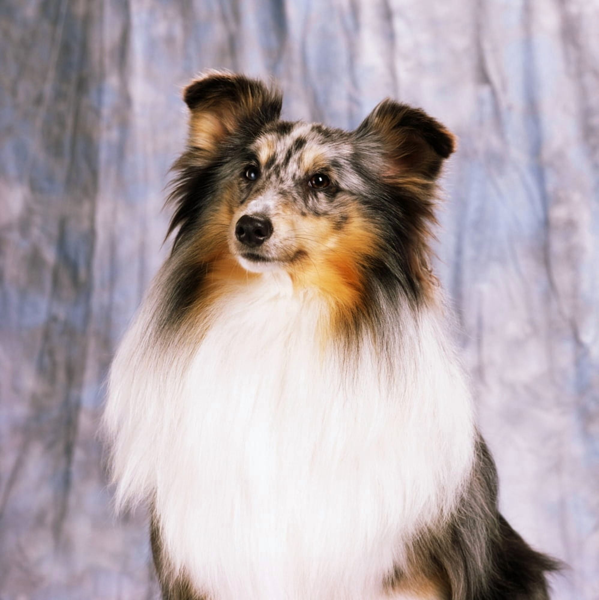 Shetland Sheepdog Portrait Of A Dog Canvas Art - The Irish Image Collection Design Pics (15 x 15)