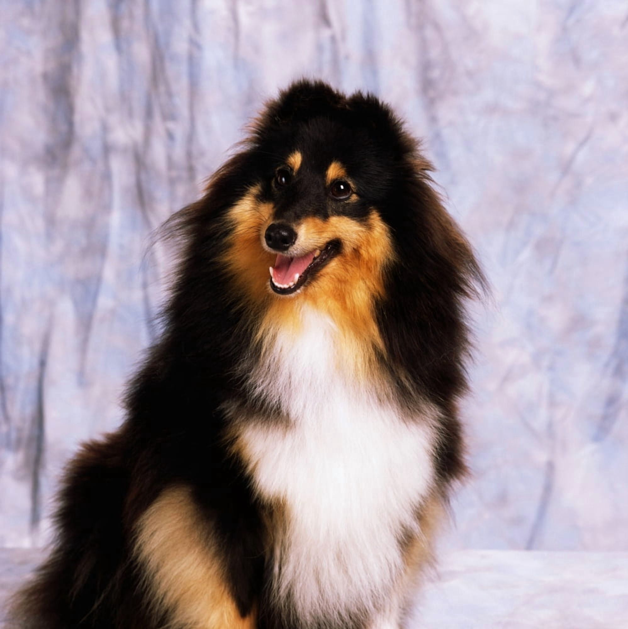 Shetland Sheepdog Portrait Of A Dog Canvas Art - The Irish Image Collection Design Pics (15 x 15)