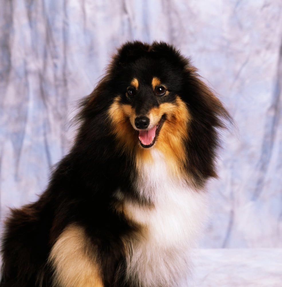 Shetland Sheepdog Portrait Of A Dog Canvas Art - The Irish Image Collection Design Pics (15 x 15)