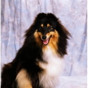 Shetland Sheepdog - Portrait of A Dog Poster Print by The Irish Image Collection, 15 x 15
