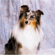 Shetland Sheepdog - Portrait of A Dog Poster Print by The Irish Image Collection, 24 x 24 - Large