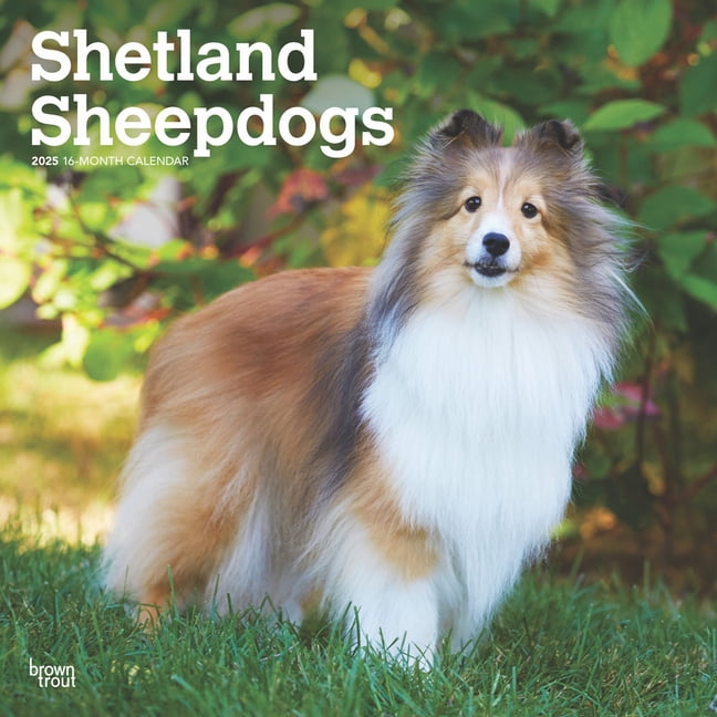 Shetland Sheepdogs 2025 12 X 24 Inch Monthly Square Wall Calendar Plastic-Free, (Paperback)
