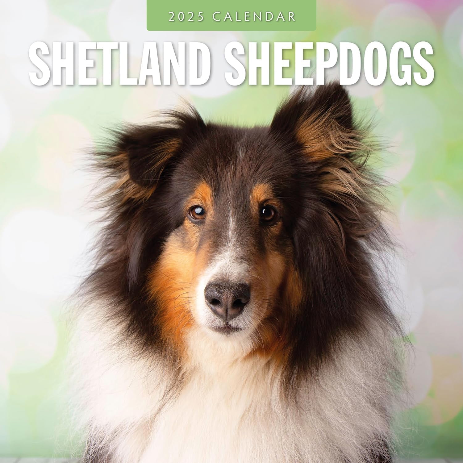 Shetland Sheepdogs 2025 Square Wall Calendar