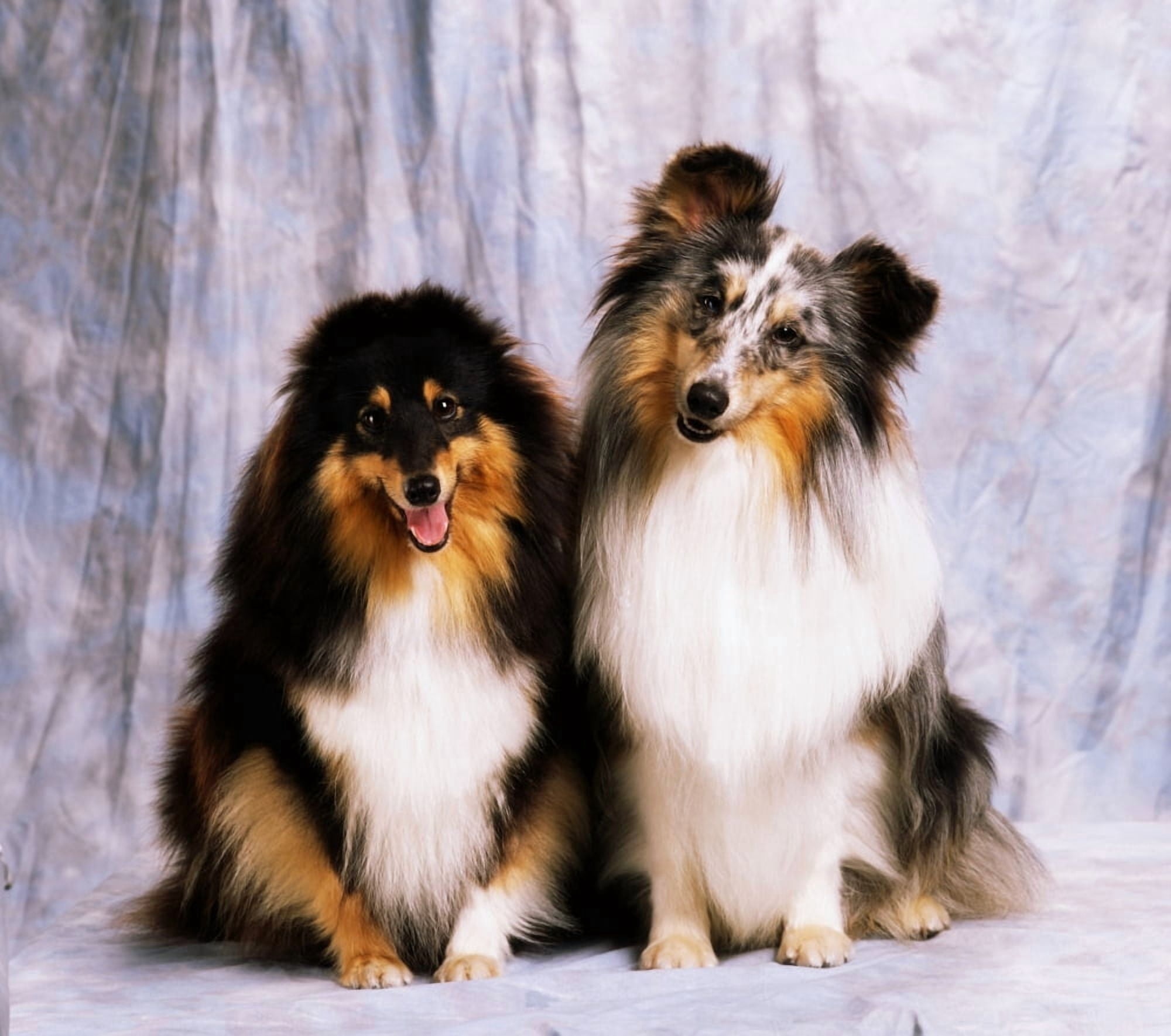 Shetland Sheepdogs Portrait Of Two Dogs Canvas Art - The Irish Image Collection Design Pics (32 x 28)