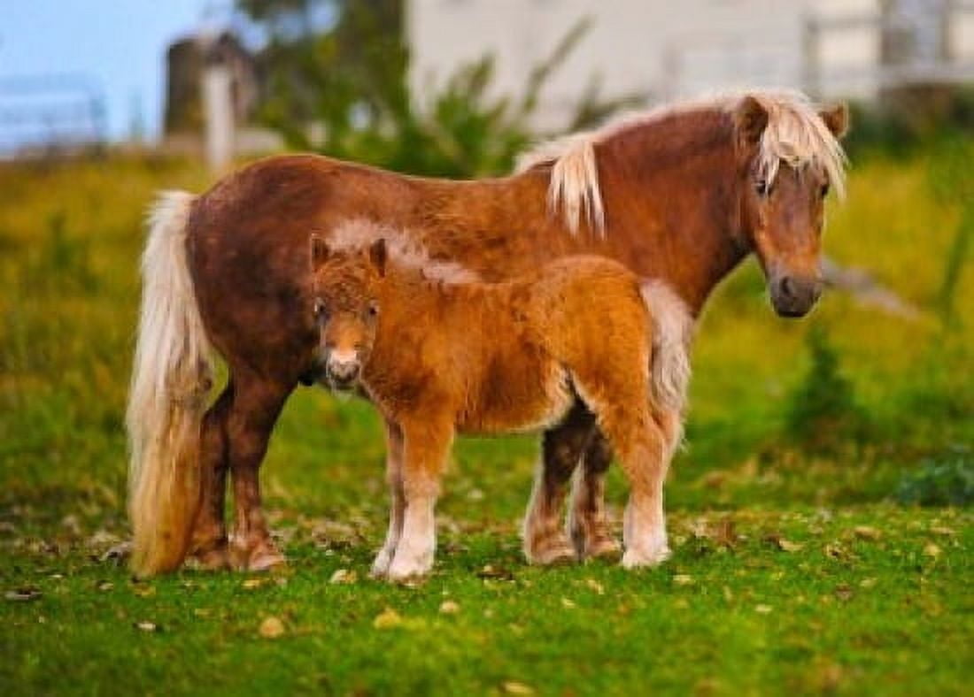 Shetland ponies standing on the grass Canvas Art - Panoramic Images (36 x 26)
