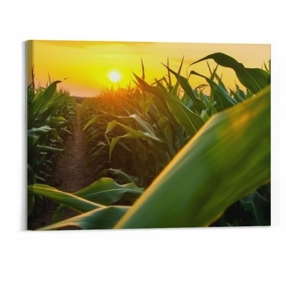 Shiartex Art Wall Painting Corn field agricultural garden light shines sunset Oil Paintings Photos Posters Prints Beautiful Pictures Canvas for Home Decorations Gift 20x16 Inch