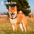 thumbnail image 1 of Shiba Inu 2025 12 X 24 Inch Monthly Square Wall Calendar Pla, 1 of 9
