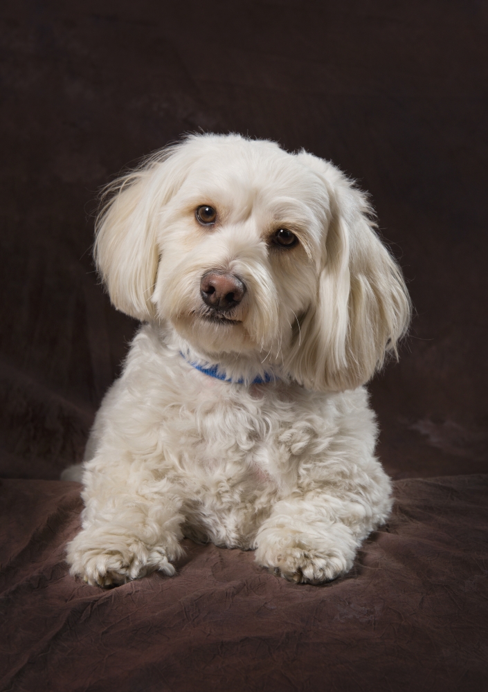 Shih Tzu-Poodle On A Brown Muslin Backdrop Canvas Art - Corey Hochachka Design Pics (13 x 18)