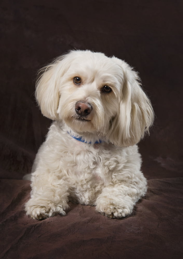 Shih Tzu-Poodle On A Brown Muslin Backdrop Canvas Art - Corey Hochachka Design Pics (26 x 36)