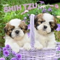 thumbnail image 1 of Shih Tzu Puppies | 2026 12x24" (Hanging) Square Wall Calendar | Plastic-Free, 1 of 9