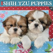 Shih Tzu Puppies 2027 12 X 12 Wall Calendar, Paperback