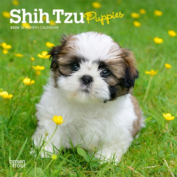 Shih Tzu Puppies | 2026 7x14" (Hanging) Monthly Mini Wall Calendar | BrownTrout