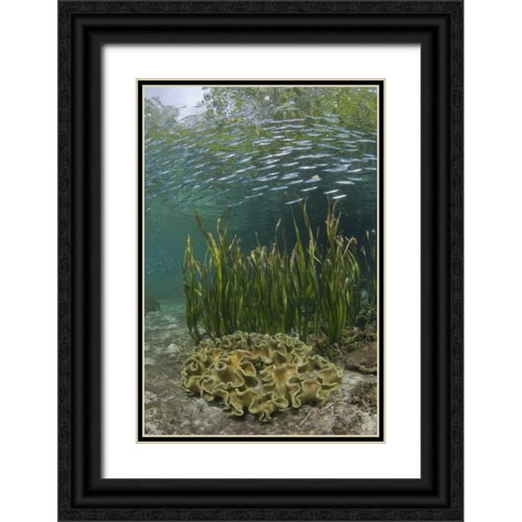 Shimlock, Jones 11x14 Black Ornate Wood Framed with Double Matting Museum Art Print Titled - Indonesia, Papua Baitfish swims above coral