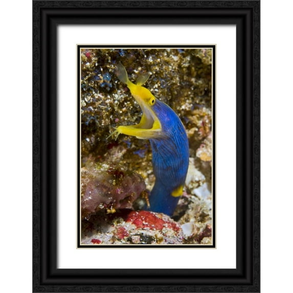 Shimlock, Jones 11x14 Black Ornate Wood Framed with Double Matting Museum Art Print Titled - Indonesia, Suangi Island Colorful ribbon eel