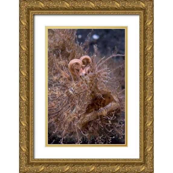 Shimlock, Jones 11x14 Gold Ornate Wood Framed with Double Matting Museum Art Print Titled - Indonesia, Hairy frogfish that uses its lure
