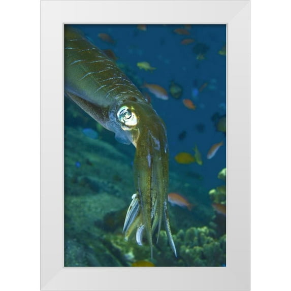 Shimlock, Jones 11x14 White Modern Wood Framed Museum Art Print Titled - Close-up of a squid, Lembata Island, Indonesia