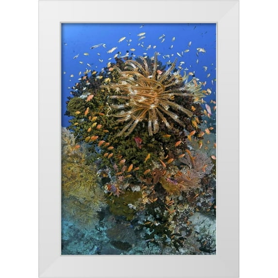 Shimlock, Jones 11x14 White Modern Wood Framed Museum Art Print Titled - Feather star atop reef outcrop, Papua, Indonesia