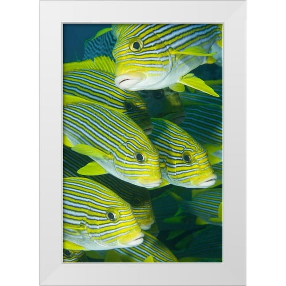 Shimlock, Jones 11x14 White Modern Wood Framed Museum Art Print Titled - Indonesia, Komodo NP Ribbon sweetlips fish