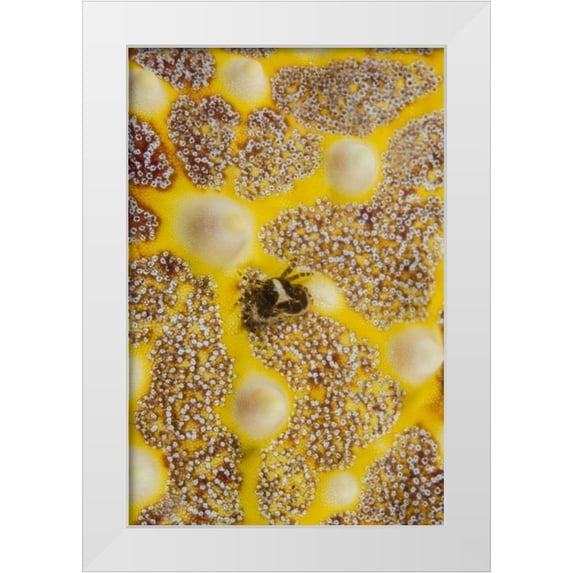 Shimlock, Jones 11x14 White Modern Wood Framed Museum Art Print Titled - Indonesia, Lembeh Strait Crab on sea star