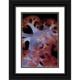thumbnail image 1 of Shimlock, Jones 13x18 Black Ornate Wood Framed with Double Matting Museum Art Print Titled - Indonesia Goby fish by pink soft coral, 1 of 4