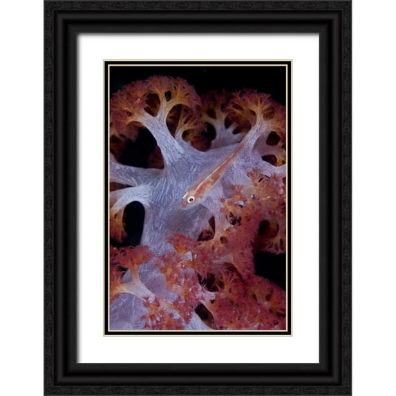 Shimlock, Jones 13x18 Black Ornate Wood Framed with Double Matting Museum Art Print Titled - Indonesia Goby fish by pink soft coral