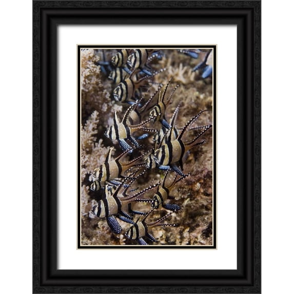 Shimlock, Jones 13x18 Black Ornate Wood Framed with Double Matting Museum Art Print Titled - Indonesia, Sulawesi, Banggai cardinalfish