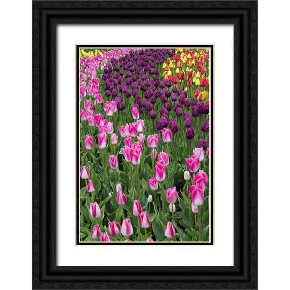 Shimlock, Jones 13x18 Black Ornate Wood Framed with Double Matting Museum Art Print Titled - USA, Washington Blooming tulips