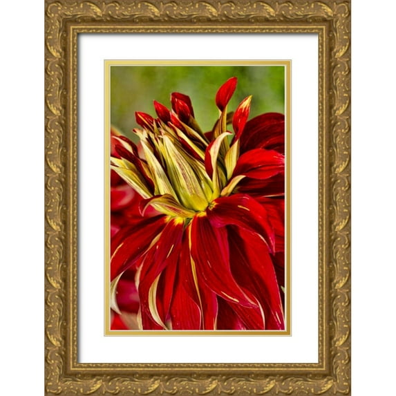 Shimlock, Jones 13x18 Gold Ornate Wood Framed with Double Matting Museum Art Print Titled - USA, Washington Detail of dahlia flower