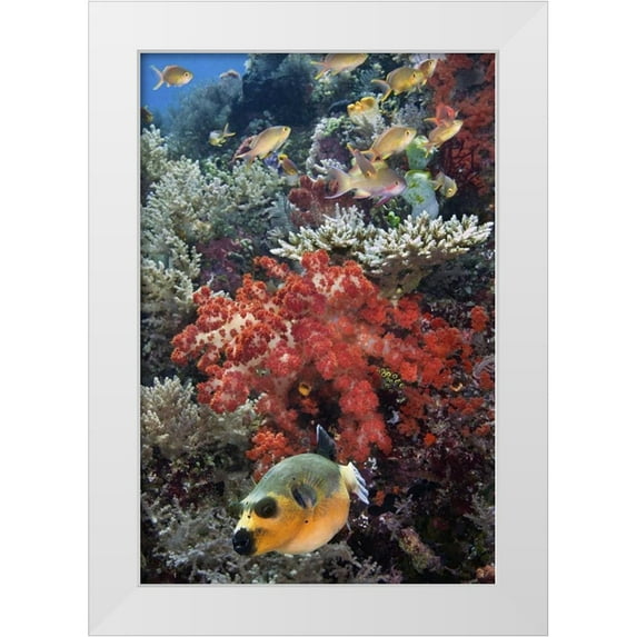 Shimlock, Jones 13x18 White Modern Wood Framed Museum Art Print Titled - Indonesia, Papua, SE Misool Fish and coral