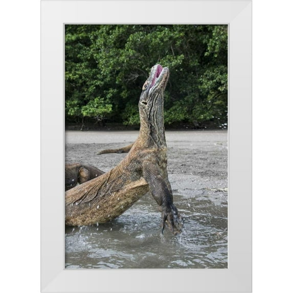Shimlock, Jones 13x18 White Modern Wood Framed Museum Art Print Titled - Indonesia, Rinca Island, Komodo NP Komodo dragon