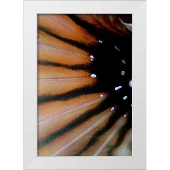 Shimlock, Jones 13x18 White Modern Wood Framed Museum Art Print Titled - Indonesia, Sulawesi Isl, Lembeh Straits Lionfish