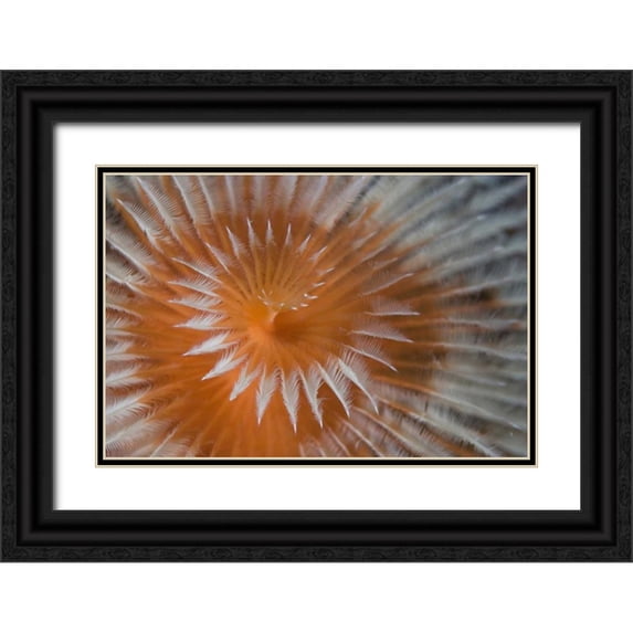 Shimlock, Jones 14x11 Black Ornate Wood Framed with Double Matting Museum Art Print Titled - Indonesia, Papua, Fakfak Feather-duster worm